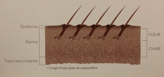 la composition de la peau pour le cuir