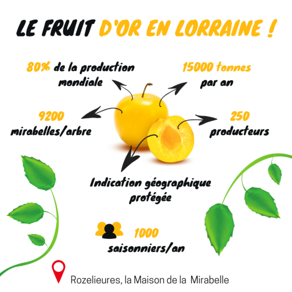 statistiques et infographie de la mirabelle de lorraine