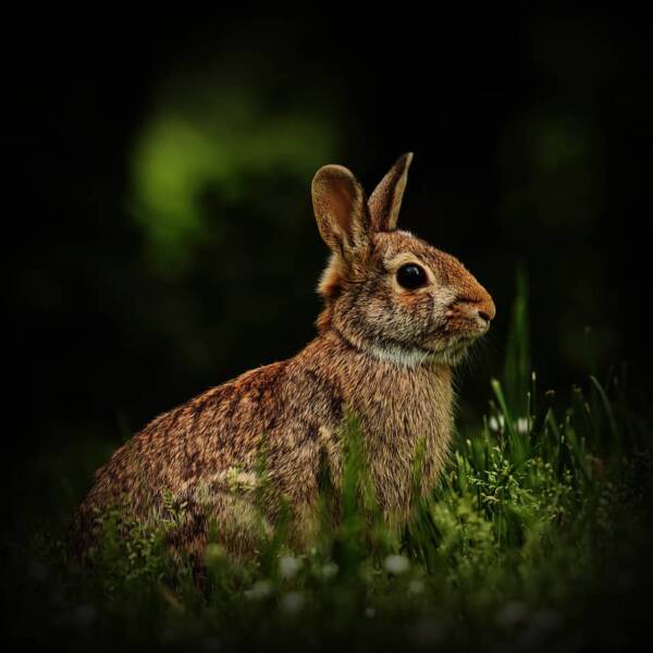 patte-lapin-porte-bonheur