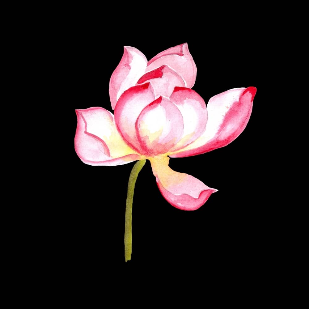 Fleur De Lotus Dessin Couleur Connaissez-vous les significations de la fleur de lotus ?