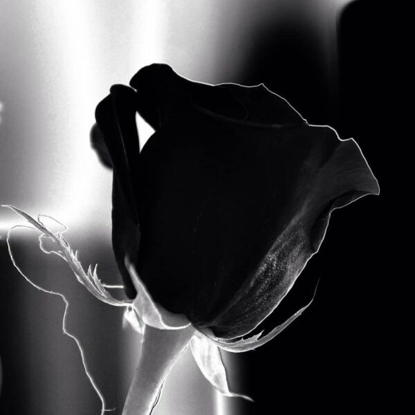 signification-du-noir