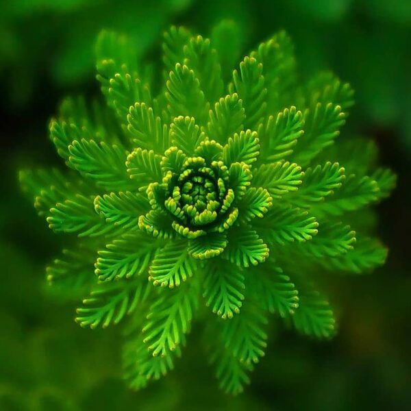 signification-du-vert