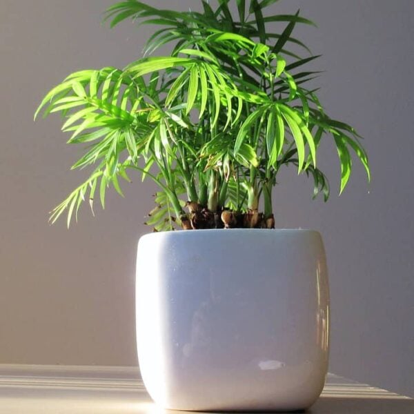 bambou-plante