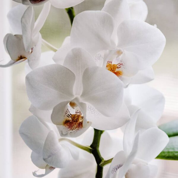 orchidee-plante-porte-bonheur