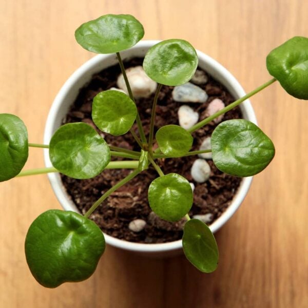 pilea-plante-porte-bonheur