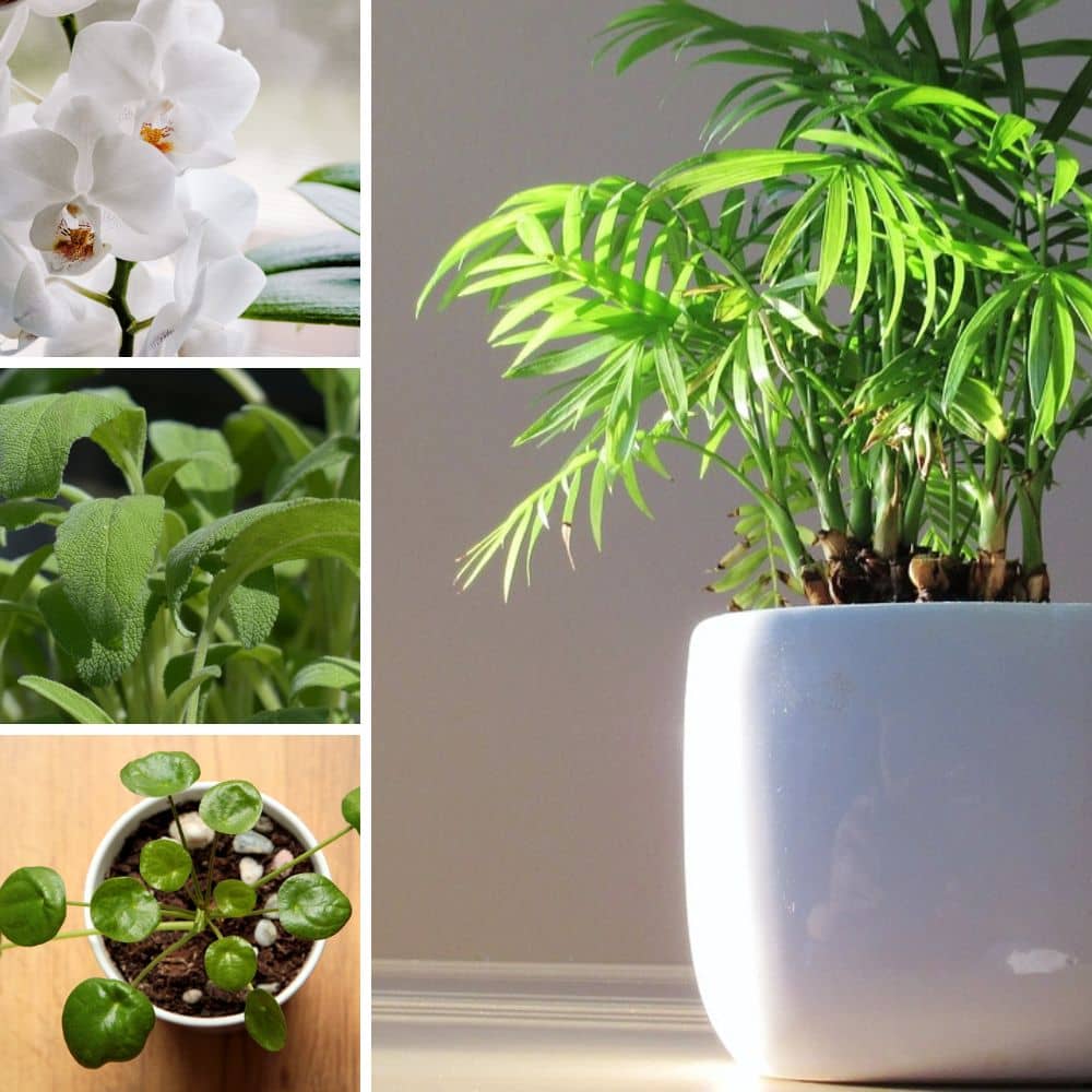 Dasongff Bois Brésilien à Germination Magique - Plante Porte-Bonheur Intérieur Et Décoration Naturelle