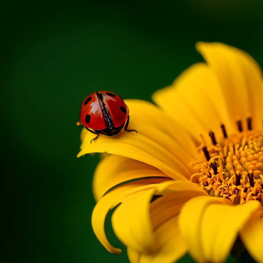 La Coccinelle Porte Bonheur