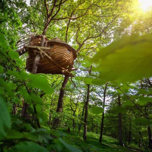 cabane-dans-les-bois-lorraine