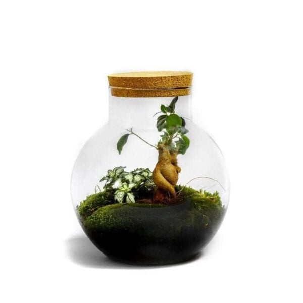 cadeau-cremaillere-terrarium