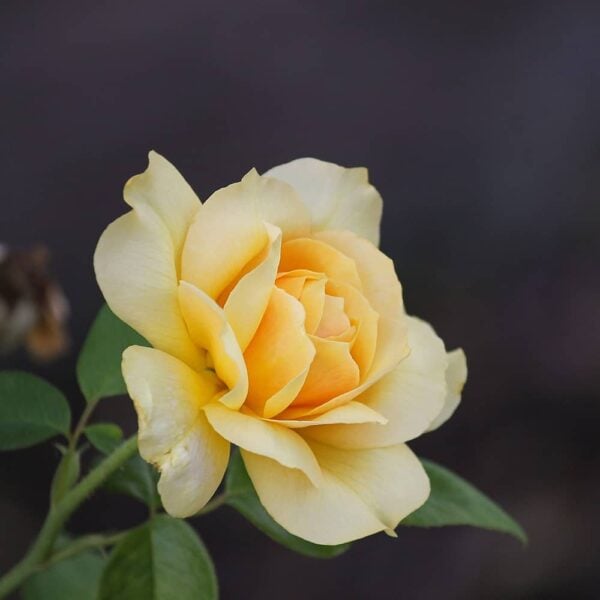 rose-jaune-signification