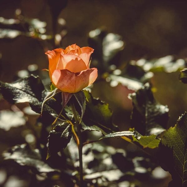 rose-orange-signification