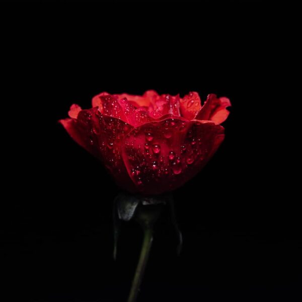 rose-rouge-signification