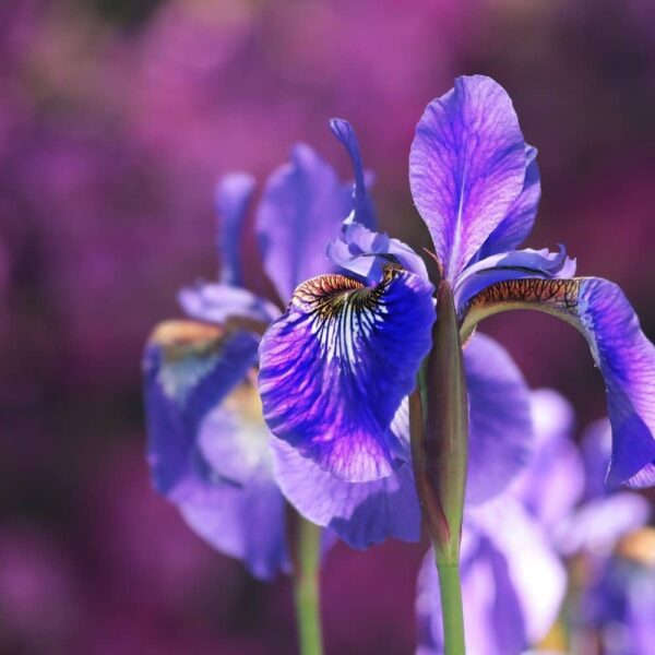 fleur-de-naissance-fevrier