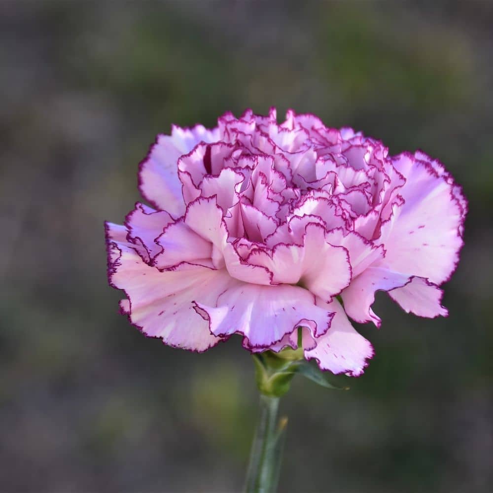 fleur-de-naissance-janvier