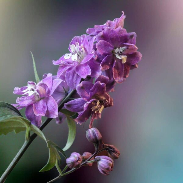 fleur-de-naissance-juillet