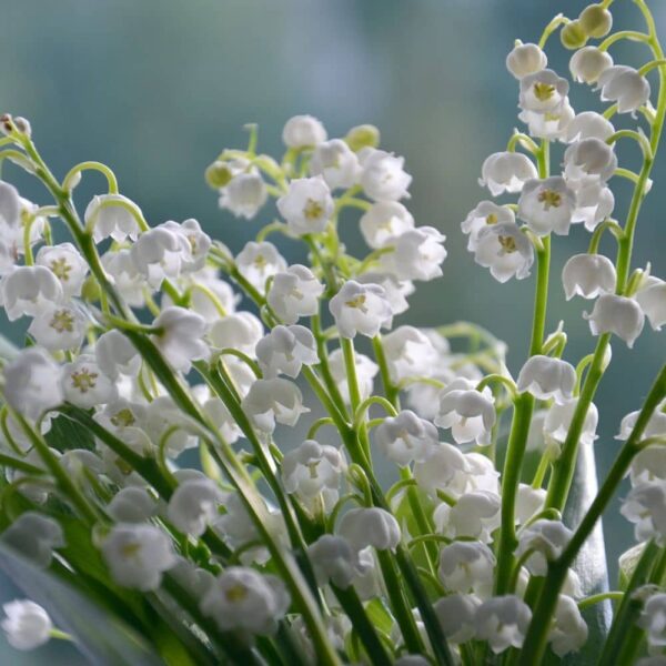 fleur-de-naissance-mai