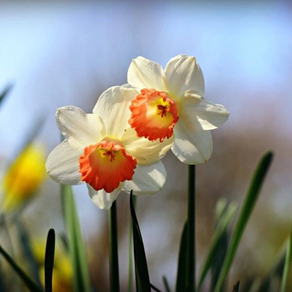 fleur-de-naissance-mars