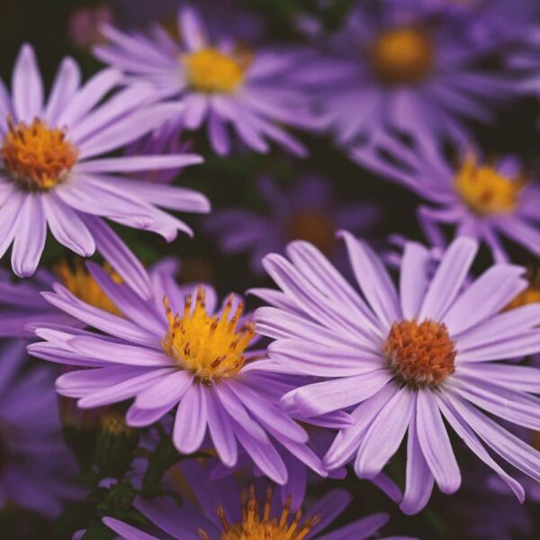 fleur-de-naissance-septembre