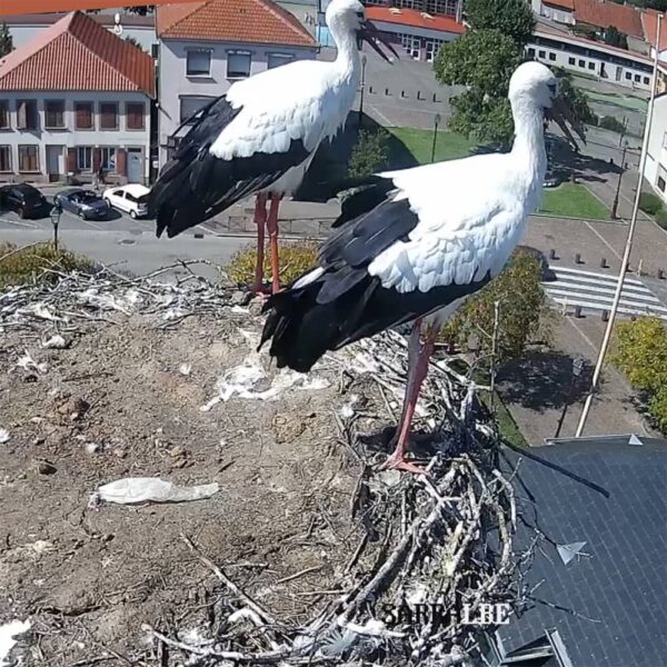 cigogne-de-sarralbe