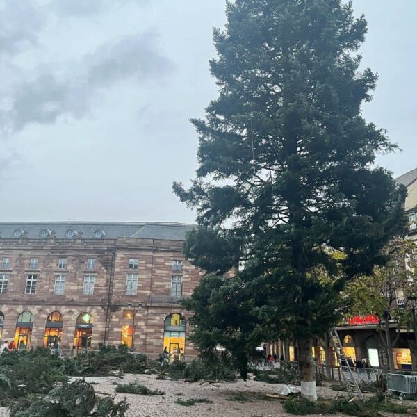 sapin-de-strasbourg