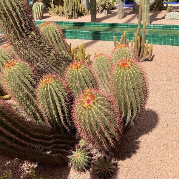 jardin-majorelle-maroc