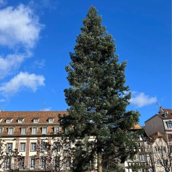 sapin-strasbourg-2025