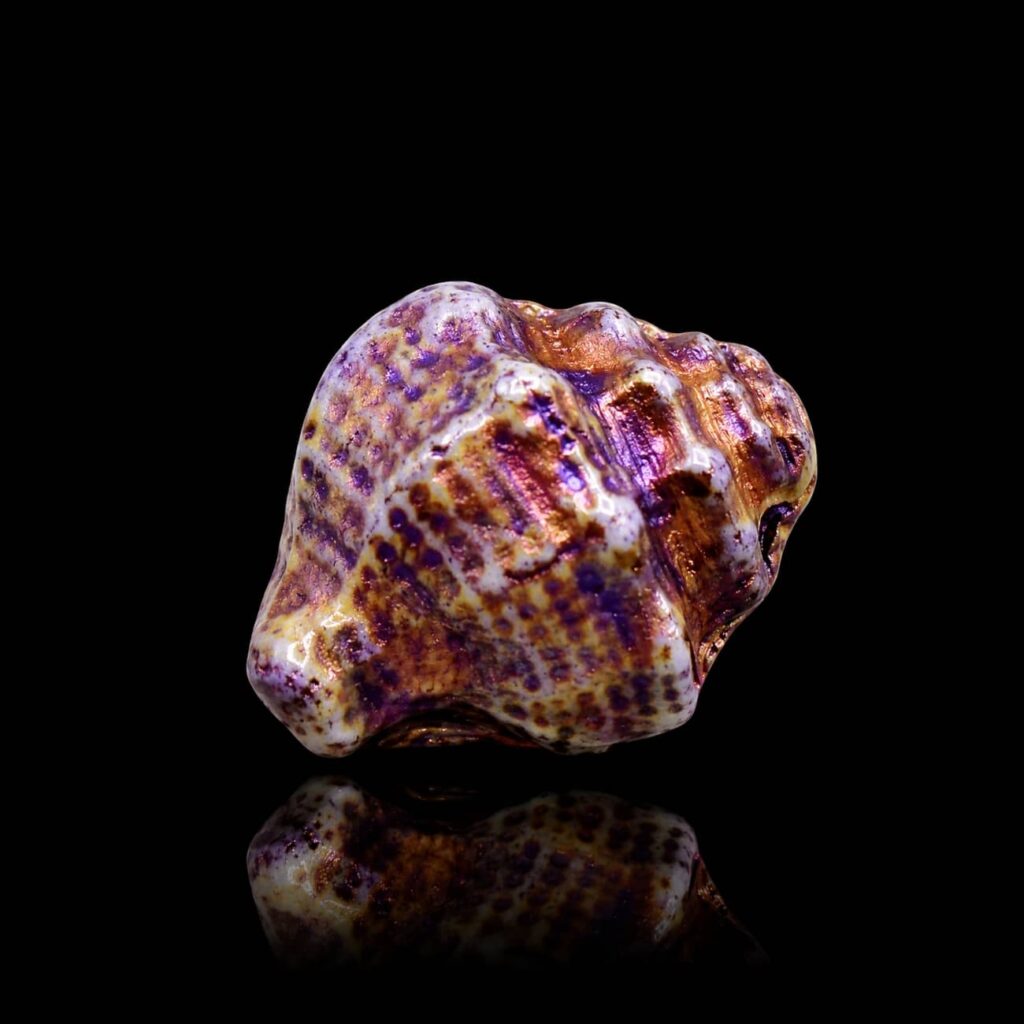 bijou-perle-coquillage