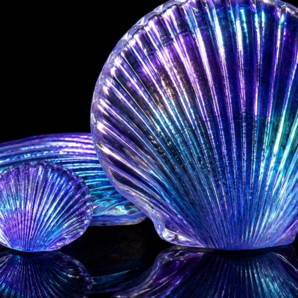 quelle-plage-pour-ramasser-des-coquillages